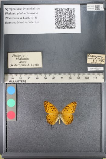 Media type: image;   Entomology 138359